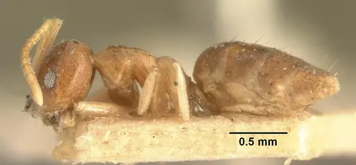 Technomyrmex madecassus specimen CASENT0101614 image casent0101614_3