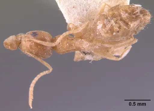 Technomyrmex madecassus specimen CASENT0101636 image casent0101636_2