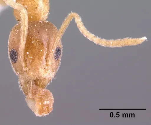 Technomyrmex madecassus specimen CASENT0101636 image casent0101636_3