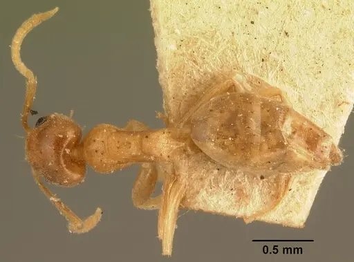 Technomyrmex madecassus specimen CASENT0101705 image casent0101705_1