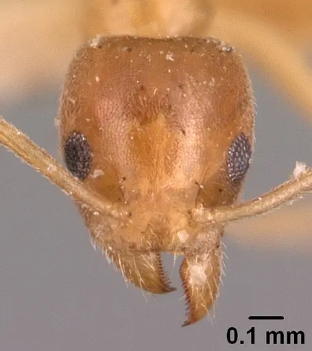 Technomyrmex madecassus specimen CASENT0101705 image casent0101705_2