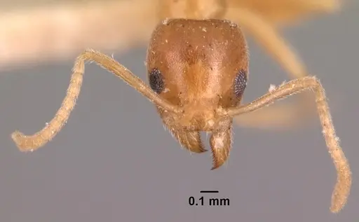 Technomyrmex madecassus specimen CASENT0101705 image casent0101705_3