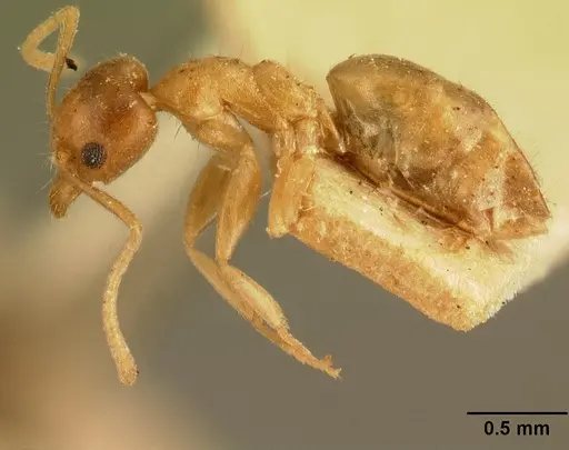 Technomyrmex madecassus specimen CASENT0101705 image casent0101705_4