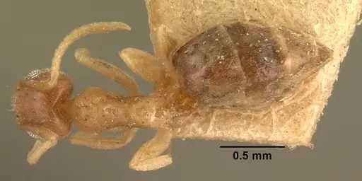 Technomyrmex madecassus specimen CASENT0101832 image casent0101832_1