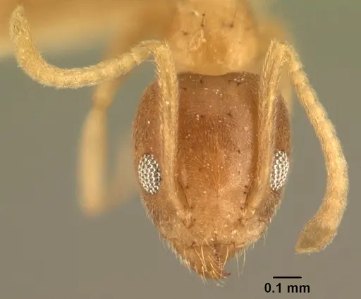 Technomyrmex madecassus specimen CASENT0101832 image casent0101832_2