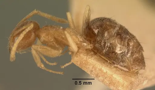 Technomyrmex madecassus specimen CASENT0101832 image casent0101832_3