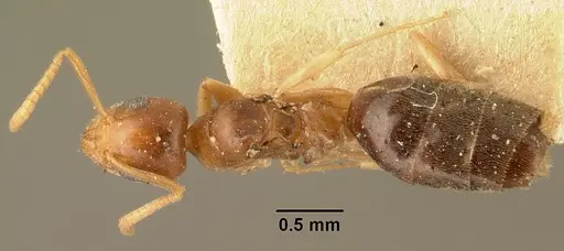 Technomyrmex madecassus specimen CASENT0101956 image casent0101956_1
