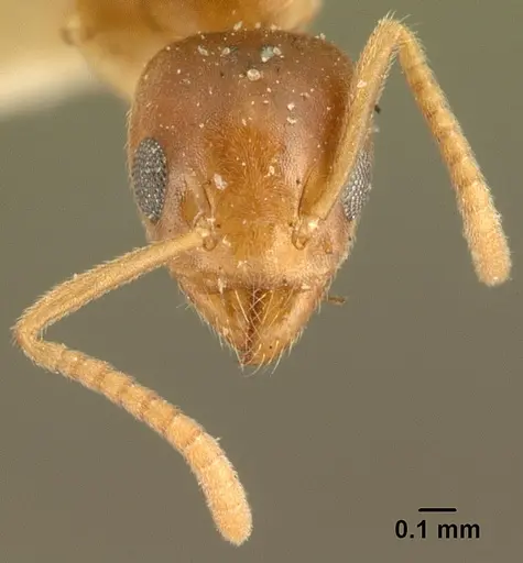 Technomyrmex madecassus specimen CASENT0101956 image casent0101956_2