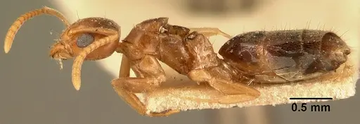 Technomyrmex madecassus specimen CASENT0101956 image casent0101956_3