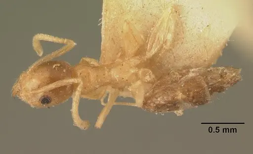 Technomyrmex madecassus specimen CASENT0101960 image casent0101960_1