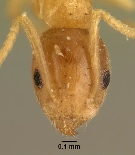 Technomyrmex madecassus specimen CASENT0101960 image casent0101960_2