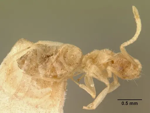 Technomyrmex madecassus specimen CASENT0101974 image casent0101974_1