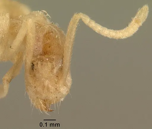 Technomyrmex madecassus specimen CASENT0101974 image casent0101974_2