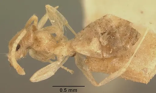 Technomyrmex madecassus specimen CASENT0101974 image casent0101974_3