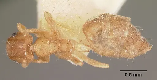 Technomyrmex madecassus specimen CASENT0104646 image casent0104646_1