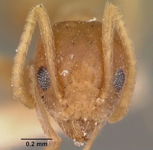 Technomyrmex madecassus specimen CASENT0104646 image casent0104646_2