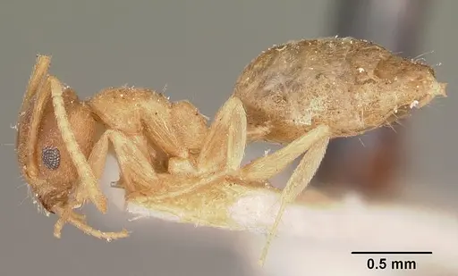 Technomyrmex madecassus specimen CASENT0104646 image casent0104646_3