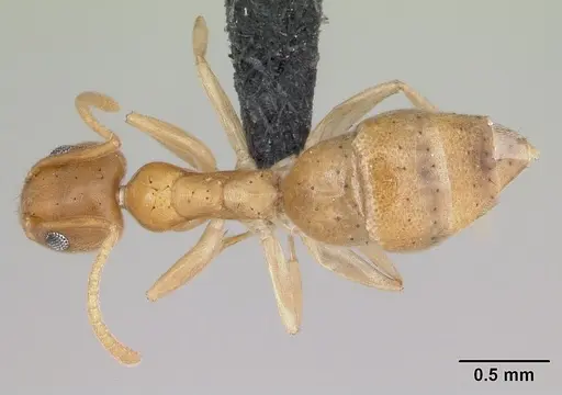 Technomyrmex madecassus specimen CASENT0128740 image casent0128740_1