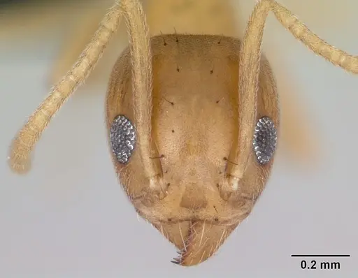 Technomyrmex madecassus specimen CASENT0128740 image casent0128740_2