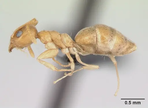 Technomyrmex madecassus specimen CASENT0128740 image casent0128740_3