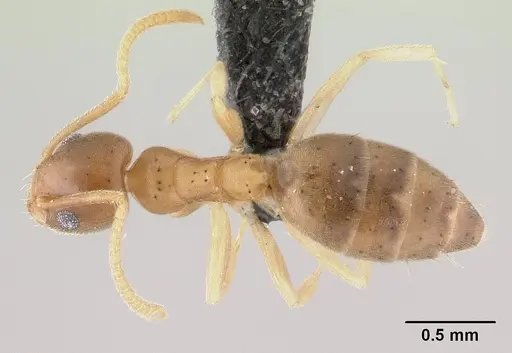 Technomyrmex madecassus specimen CASENT0146307 image casent0146307_1
