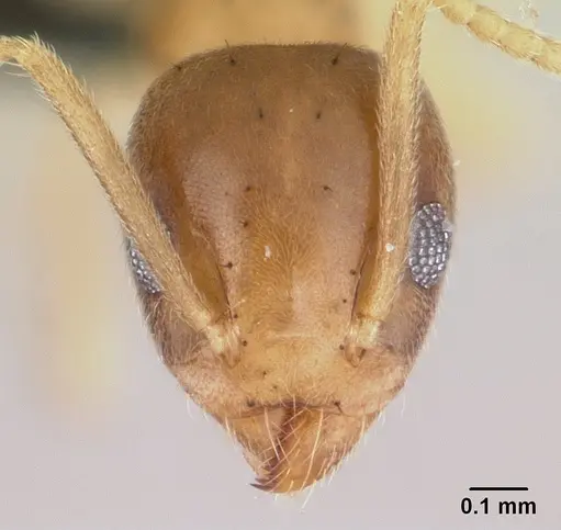 Technomyrmex madecassus specimen CASENT0146307 image casent0146307_2