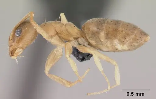 Technomyrmex madecassus specimen CASENT0146307 image casent0146307_3