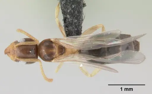 Technomyrmex madecassus specimen CASENT0146311 image casent0146311_1