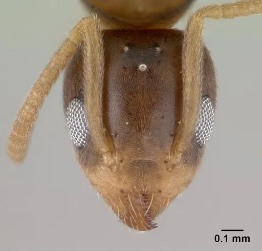Technomyrmex madecassus specimen CASENT0146311 image casent0146311_2