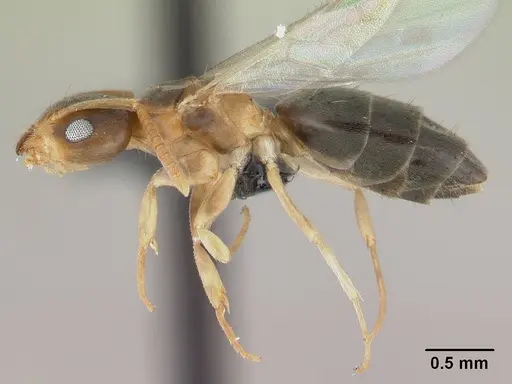 Technomyrmex madecassus specimen CASENT0146311 image casent0146311_3