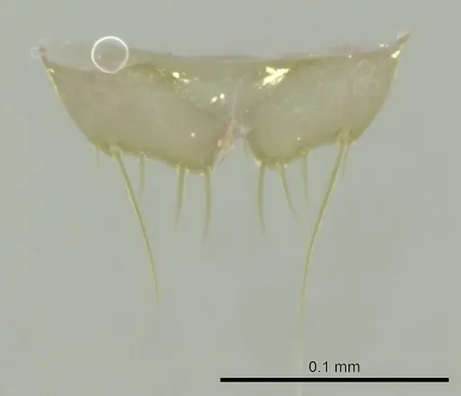 Technomyrmex madecassus specimen CASENT0345043 image casent0345043_1