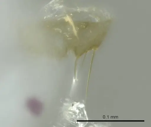 Technomyrmex madecassus specimen CASENT0345044 image casent0345044_1