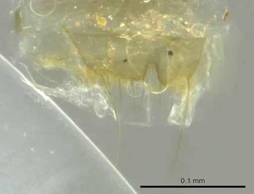 Technomyrmex madecassus specimen CASENT0345045 image casent0345045_1