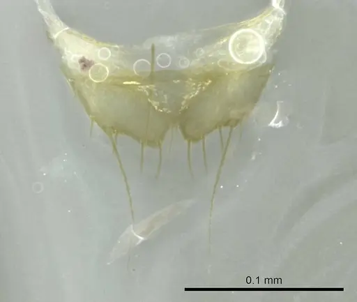 Technomyrmex madecassus specimen CASENT0345046 image casent0345046_1