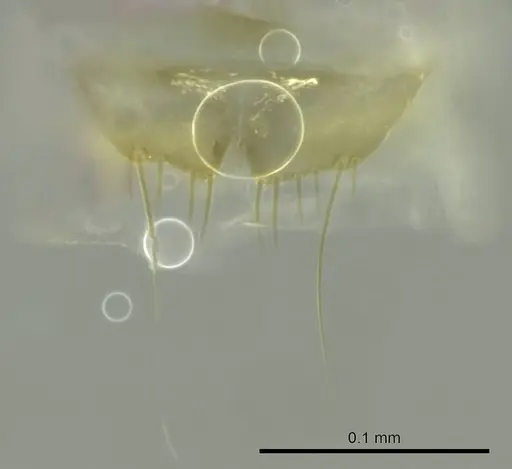 Technomyrmex madecassus specimen CASENT0345047 image casent0345047_1