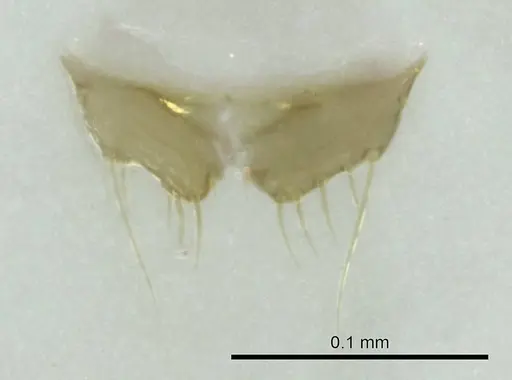 Technomyrmex madecassus specimen CASENT0345048 image casent0345048_1