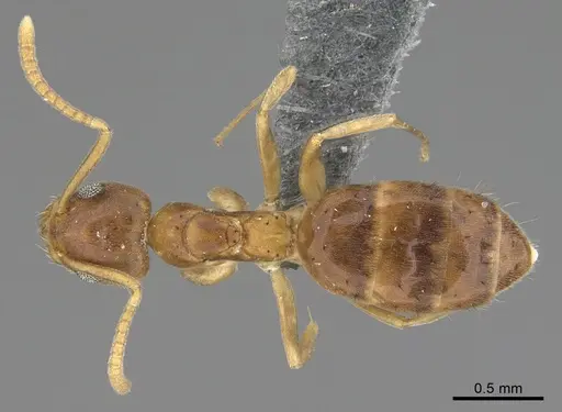 Technomyrmex madecassus specimen CASENT4023437 image casent4023437_1