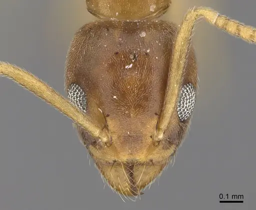 Technomyrmex madecassus specimen CASENT4023437 image casent4023437_2