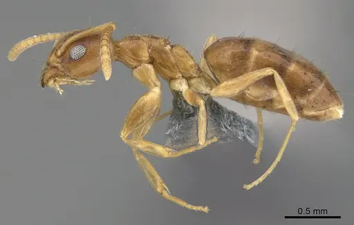 Technomyrmex madecassus specimen CASENT4023437 image casent4023437_3