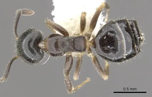 Technomyrmex mandibularis specimen CASENT0903049 image casent0903049_1