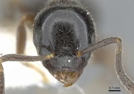 Technomyrmex mandibularis specimen CASENT0903049 image casent0903049_2