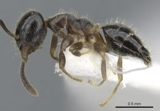 Technomyrmex mandibularis specimen CASENT0903049 image casent0903049_3