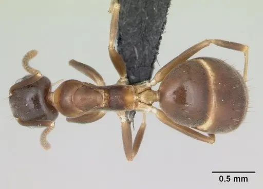 Technomyrmex mayri specimen CASENT0077766 image casent0077766_1