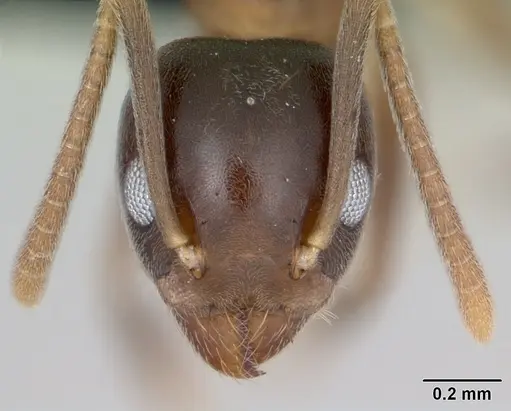 Technomyrmex mayri specimen CASENT0077766 image casent0077766_2