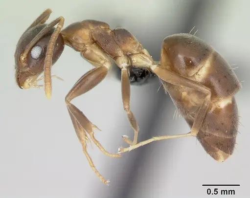 Technomyrmex mayri specimen CASENT0077766 image casent0077766_3