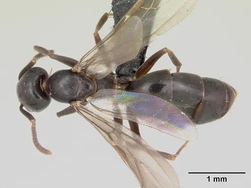 Technomyrmex mayri specimen CASENT0081686 image casent0081686_1
