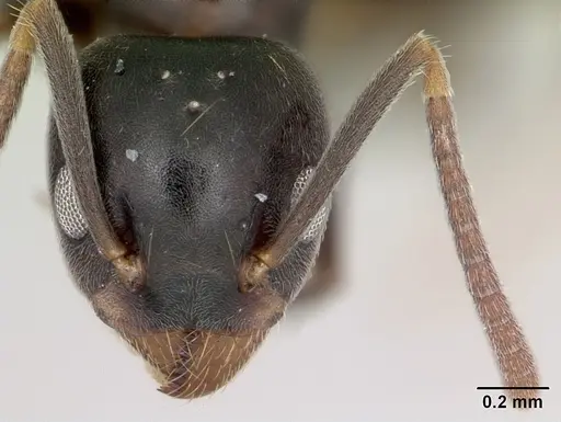 Technomyrmex mayri specimen CASENT0081686 image casent0081686_2
