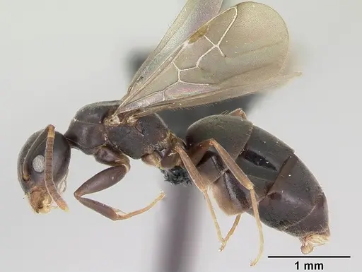 Technomyrmex mayri specimen CASENT0081686 image casent0081686_3