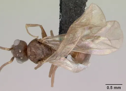 Technomyrmex mayri specimen CASENT0095779 image casent0095779_1