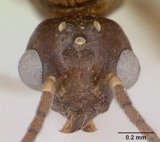 Technomyrmex mayri specimen CASENT0095779 image casent0095779_2